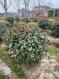 冠幅50厘米红叶石楠球
