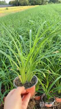 高度15厘米常绿萱草