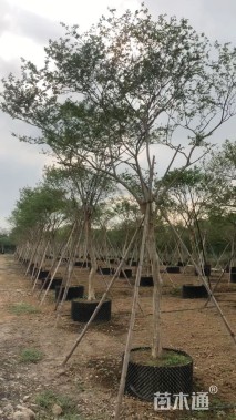 10公分小叶紫薇