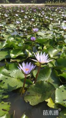 高度40厘米睡莲