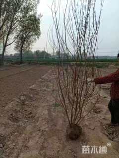 高度180厘米丛生石榴