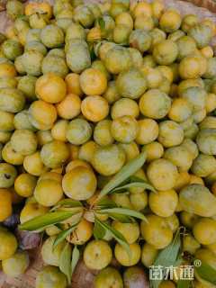 1公分五月脆李子苗