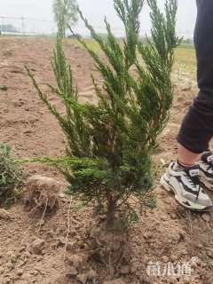 高度30厘米小龙柏