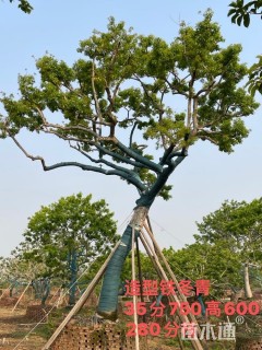 40公分红果冬青