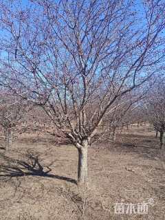 高度250厘米皇家雨点海棠