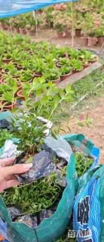 高度20厘米满天星