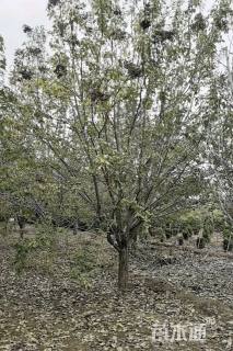 12公分暴马丁香