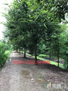 23公分榉树