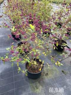 高度100厘米紫珠