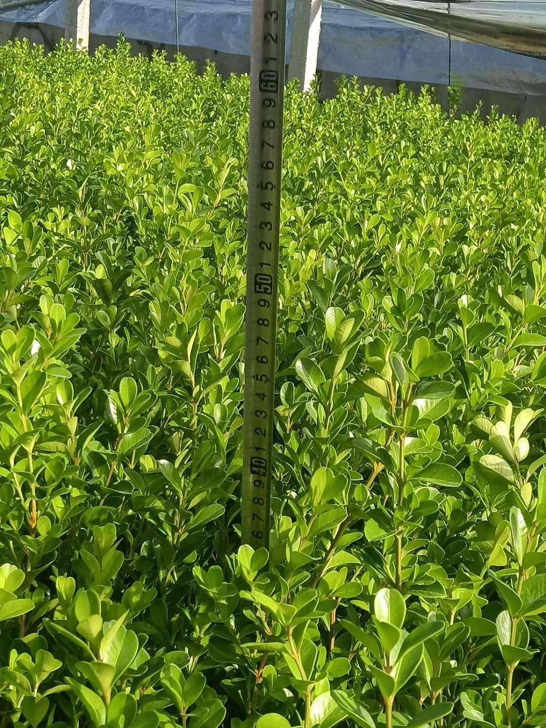 高度40厘米瓜子黄杨