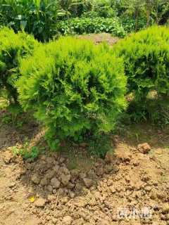 冠幅180厘米洒金柏球