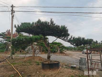 40公分迎客松