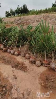 高度65厘米黑松