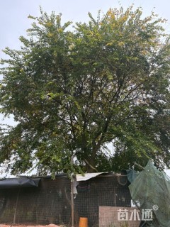30公分朴树