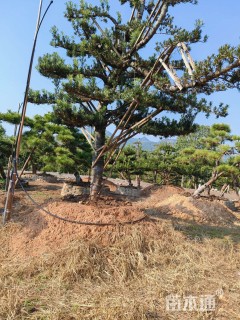 容器苗造型罗汉松