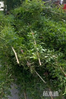 高度70厘米绢毛蔷薇