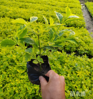 高度25厘米金叶假连翘