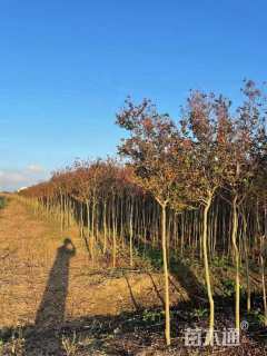 3公分红火箭紫薇