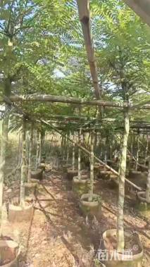 12公分粉花山扁豆