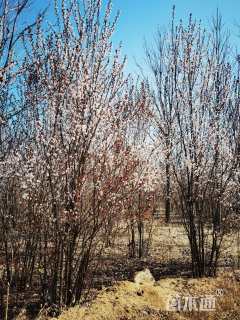 高度250厘米丛生紫叶李