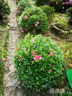 高度80厘米夏鹃球