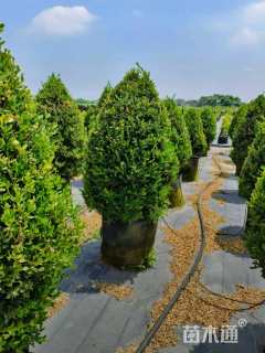 高度1.3厘米瓜子黄杨