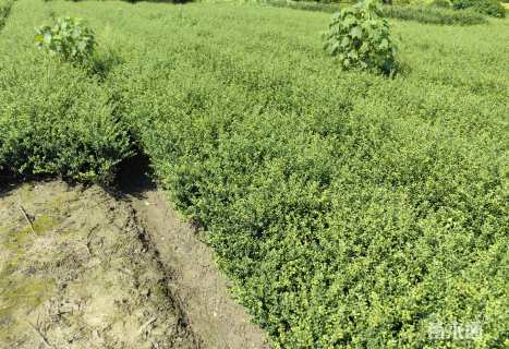 高度60厘米龟甲冬青