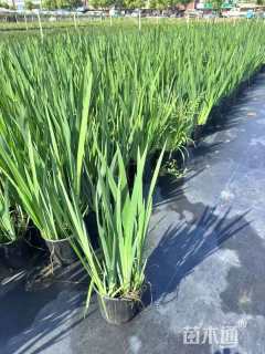 高度30厘米黄菖蒲