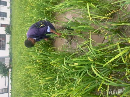 高度25厘米常绿/水生/西伯利亚鸢尾