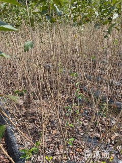 0.7公分横浜绯樱