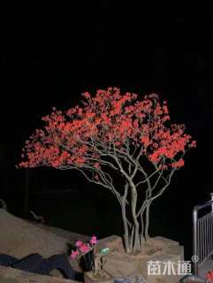 高度150厘米映山红