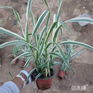 高度60厘米花叶芦竹