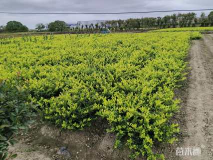 高度45厘米金森女贞