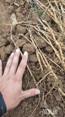 高度25厘米油用牡丹