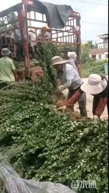 高度60厘米卫矛