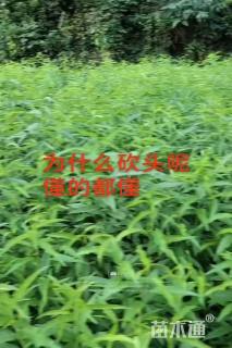 高度40厘米毛桃小苗