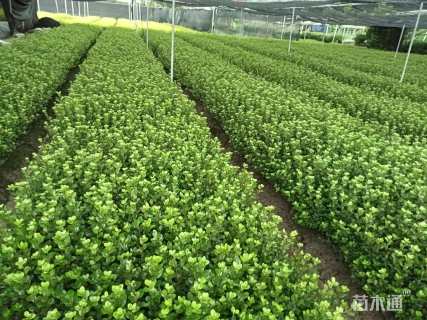 高度30厘米夏鹃