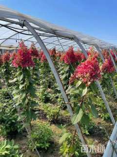 高度60厘米圆锥绣球