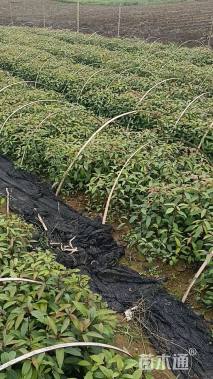 高度40厘米香樟小苗