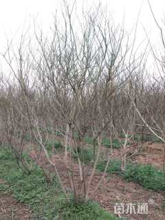 高度300厘米丛生紫薇