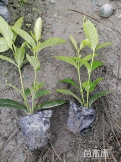 高度25厘米栀子