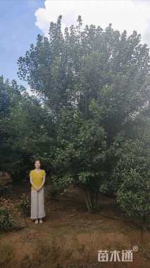 高度650厘米丛生美国红枫