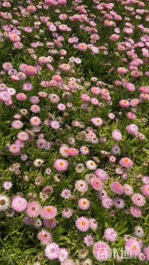 高度30厘米蜡菊