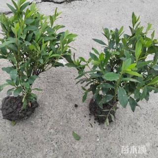 高度30厘米毛鹃