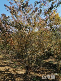 高度550厘米丛生茶条槭