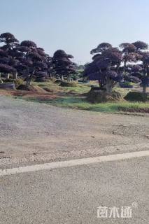 高度150厘米红花继木