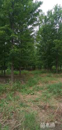 15公分美国红枫