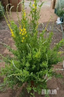 高度20厘米金雀花