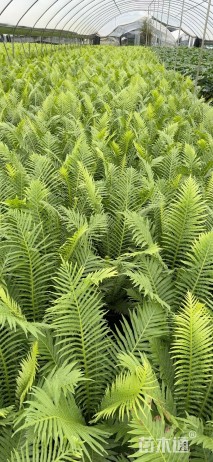 高度40厘米富贵蕨