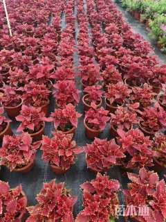 高度25厘米彩叶草